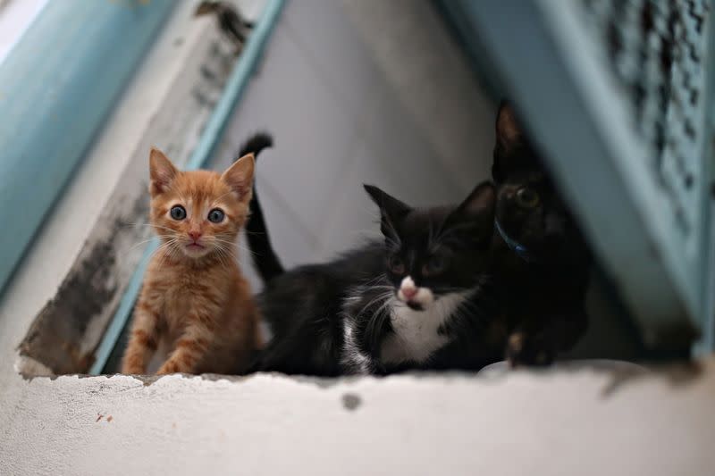 Cats that are under the care and protection of the Mayor's Animal Care Unit office are seen inside a cage at their facilities amid the coronavirus disease (COVID-19) outbreak in Bogota