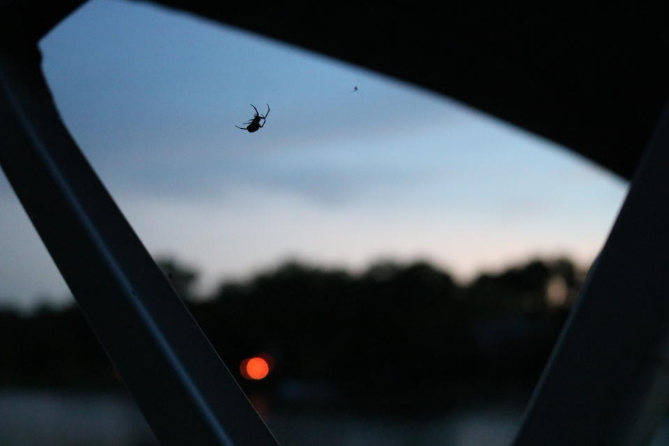 Low Angle View Of Spider On Glass