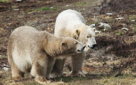 Polar bears Arktos and Victoria  - Credit: RZSS Gavrielle Kirk-Cohen