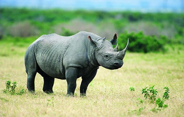 Definitely made of rhino. Source: Getty