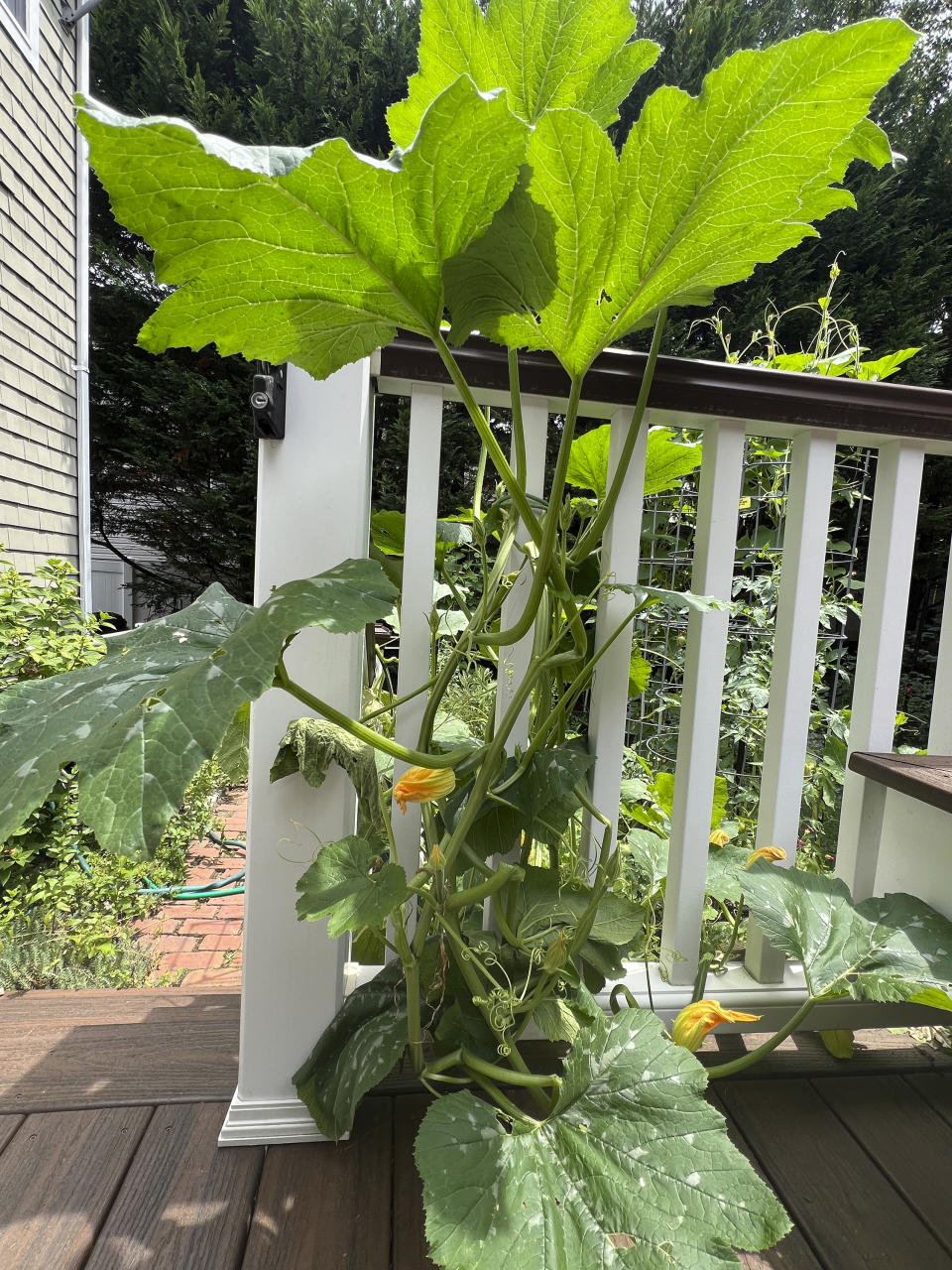 This July 9, 2024, image provided by Jessica Damiano shows a zucchini plant encroaching on a deck from an adjacent garden bed on Long Island, New York. (Jessica Damiano via AP)