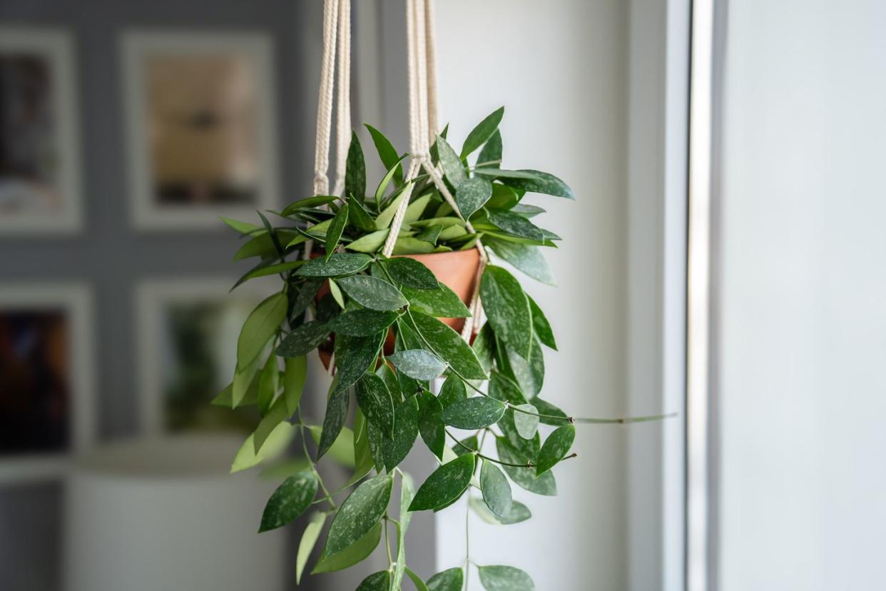 indoor hanging plants hoya gracilis