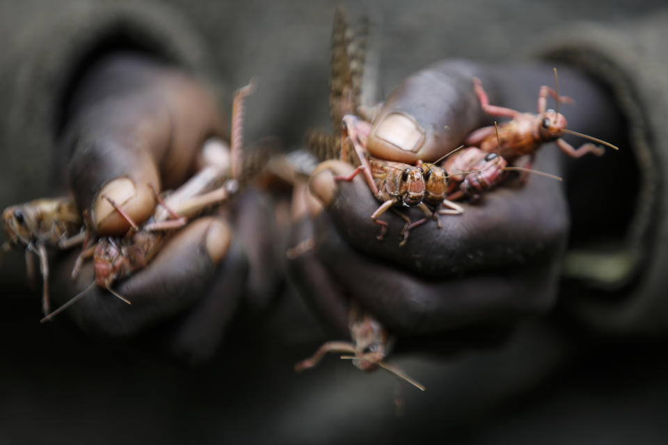 A boy holds locusts he has caught to be sold as poultry feed to a local vendor in Elburgon, in Nakuru county, Kenya Wednesday, March 17, 2021. It's the beginning of the planting season in Kenya, but delayed rains have brought a small amount of optimism in the fight against the locusts, which pose an unprecedented risk to agriculture-based livelihoods and food security in the already fragile Horn of Africa region, as without rainfall the swarms will not breed. (AP Photo/Brian Inganga)