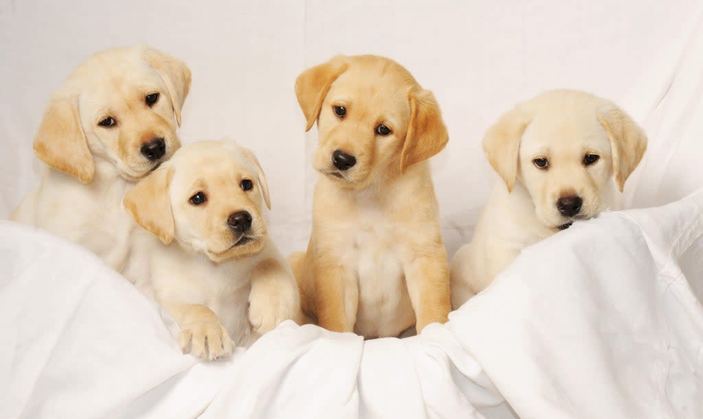 Labrador puppies (David Jones/PA) (PA Archive)