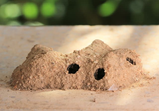 <p>DÃ©sirÃ©e Russeau/Getty Images</p> Mud Dauber Nest