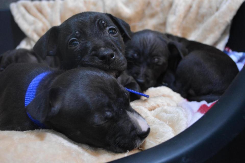 The four puppies at Battersea Dogs and Cats Home. (Battersea Dogs Home)