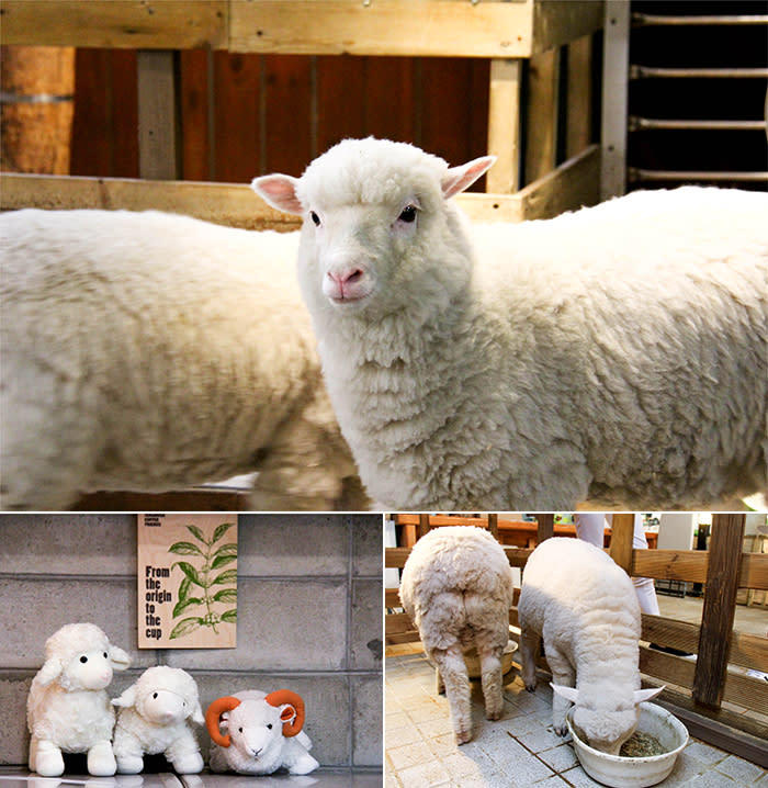 毛絨絨的羊寶寶好療癒