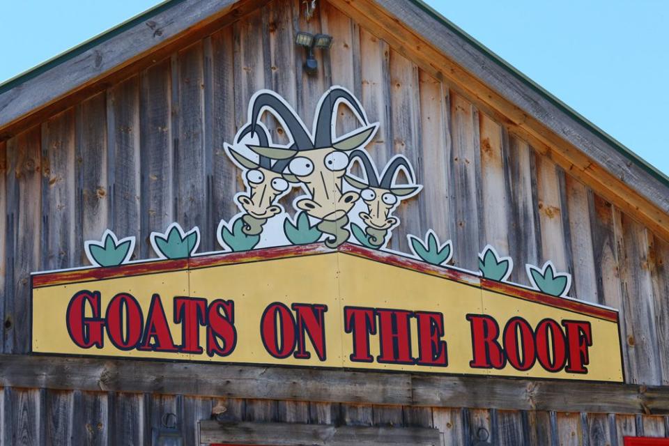 What is Goats on the Roof?