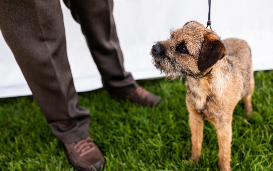 Pets at Home pet ownership -  Chris Strickland