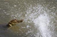 A crocodile swims inside a pen at Nyanyana Crocodile Farm in Kariba, in this picture taken April 2, 2014. REUTERS/Philimon Bulawayo