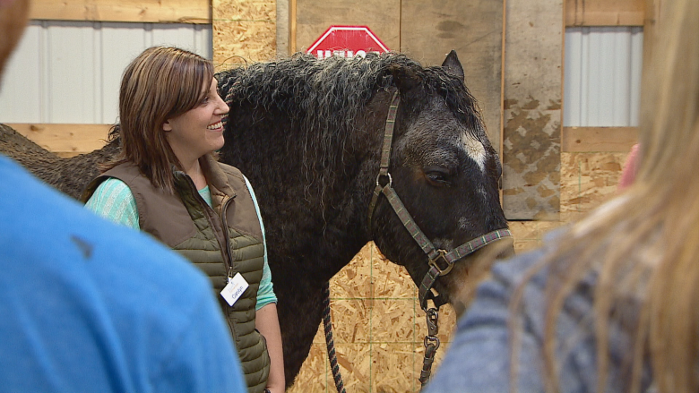 5 life skills you can learn from horses