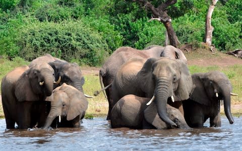 Some Botswanan MPs say the elephant population is out of control - Credit: Charmaine Noronha/AP