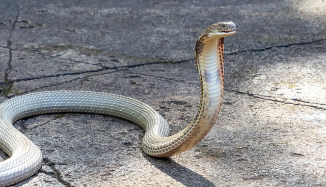Zoo Keepers Perform Dangerous Health Check On Deadly King Cobra