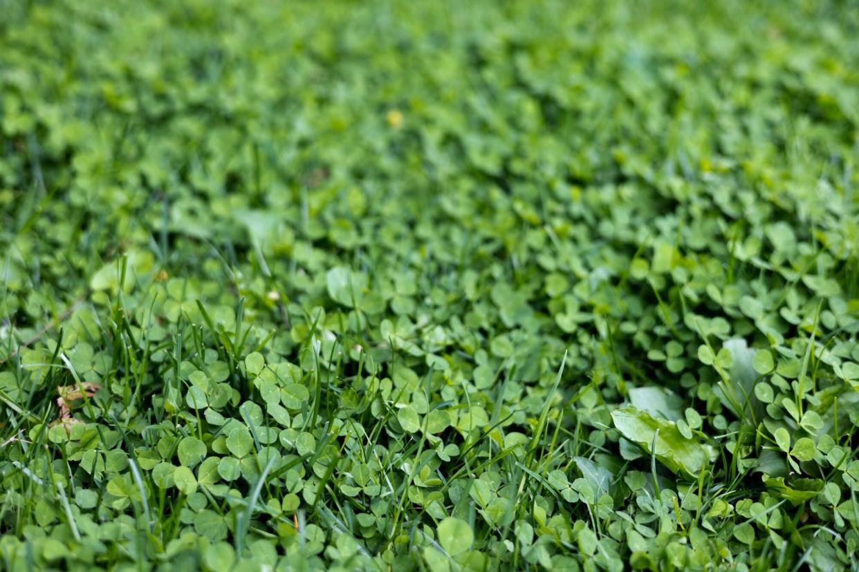 clover lawn