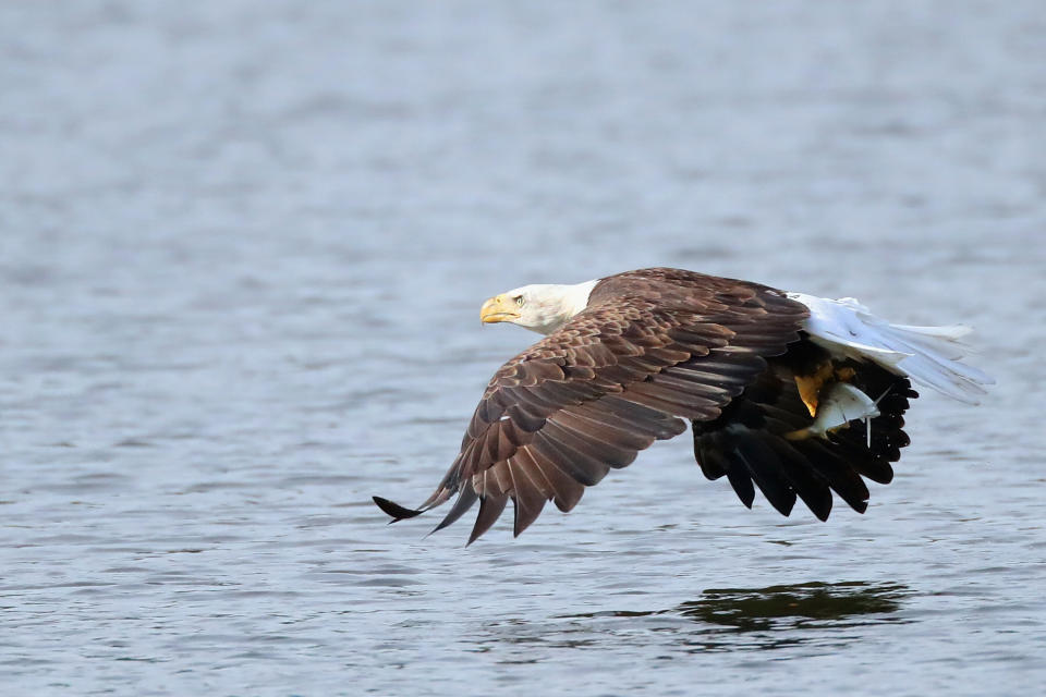 An American bald eagle flies over Mill Pond with a freshly caught fish on July 29, 2018 in Centerport, New York. (Photo: Bruce Bennett via Getty Images)