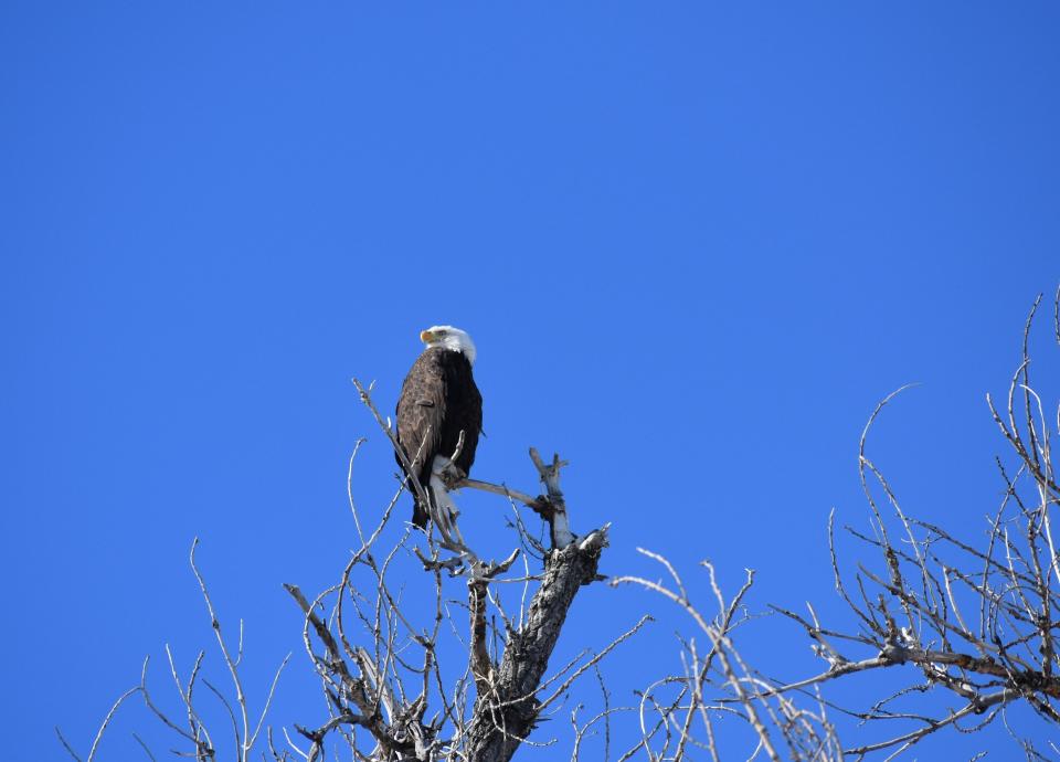A bald eagle perches above the Poudre River at the River Bluffs Open Space on Thursday. The site is a couple miles southeast of where a Topgolf facility is being proposed in Timnath.