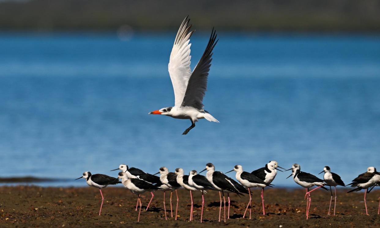 <span>The Ramsar-listed wetland is home to threatened species, such as the critically endangered eastern curlew.</span><span>Photograph: Dan Peled/The Guardian</span>