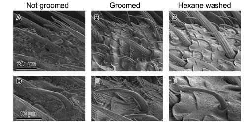 Groomed antennae had open pores that could shuttle sensory chemicals to smell sensing centers inside the antennae