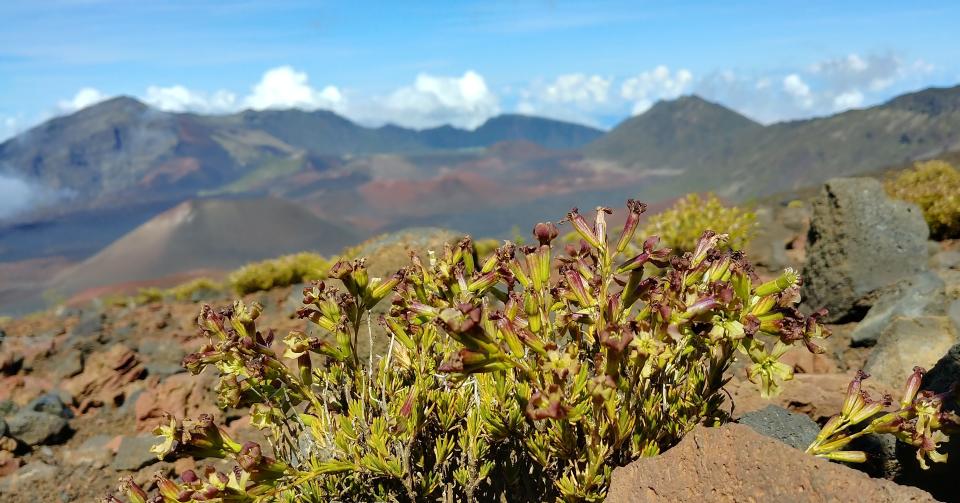 Captivating flora and fauna can be seen throughout Haleakalā National Park on Maui.