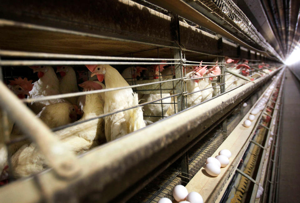 Image: chickens cages bird flu threat (Charlie Neibergall / AP file)