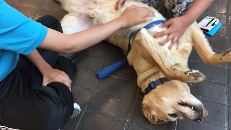 Service dogs bring joy to the classroom at south Edmonton high school