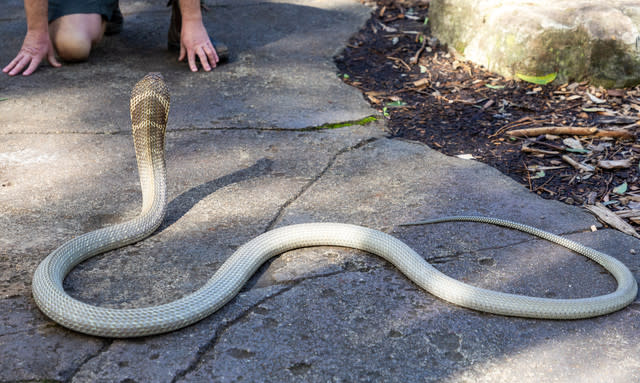 Zoo Keepers Perform Dangerous Health Check On Deadly King Cobra