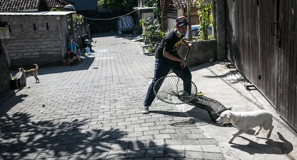 Balinese man catching stray dog