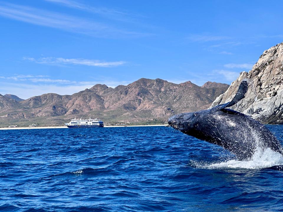 Terri Peters and her family saw whales while on an expedition cruise.