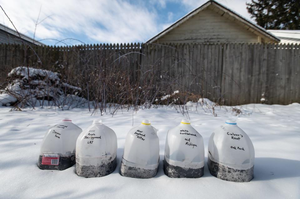 Seeds from native plants are sown in milk jug greenhouses, seen Wednesday, Jan. 17, 2024, in Abby Deneau's backyard in Lansing. Deneau, an environmental activist and president of Friends of Bancroft Park, collects native seeds from the area and sows them in these makeshift milk jugs greenhouses to germinate over the winter.