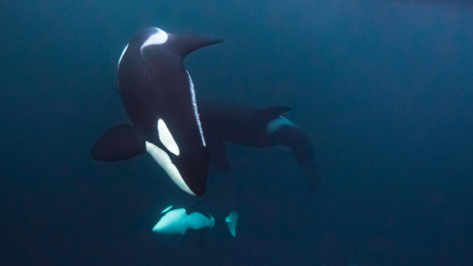 Three curious killer whales came to investigate us while we were floating on the surface, a 4th one can be seen in the back ground. As they came close they turned to look at us and we could hear their whistles and squeaks just like the dolphins that they are.