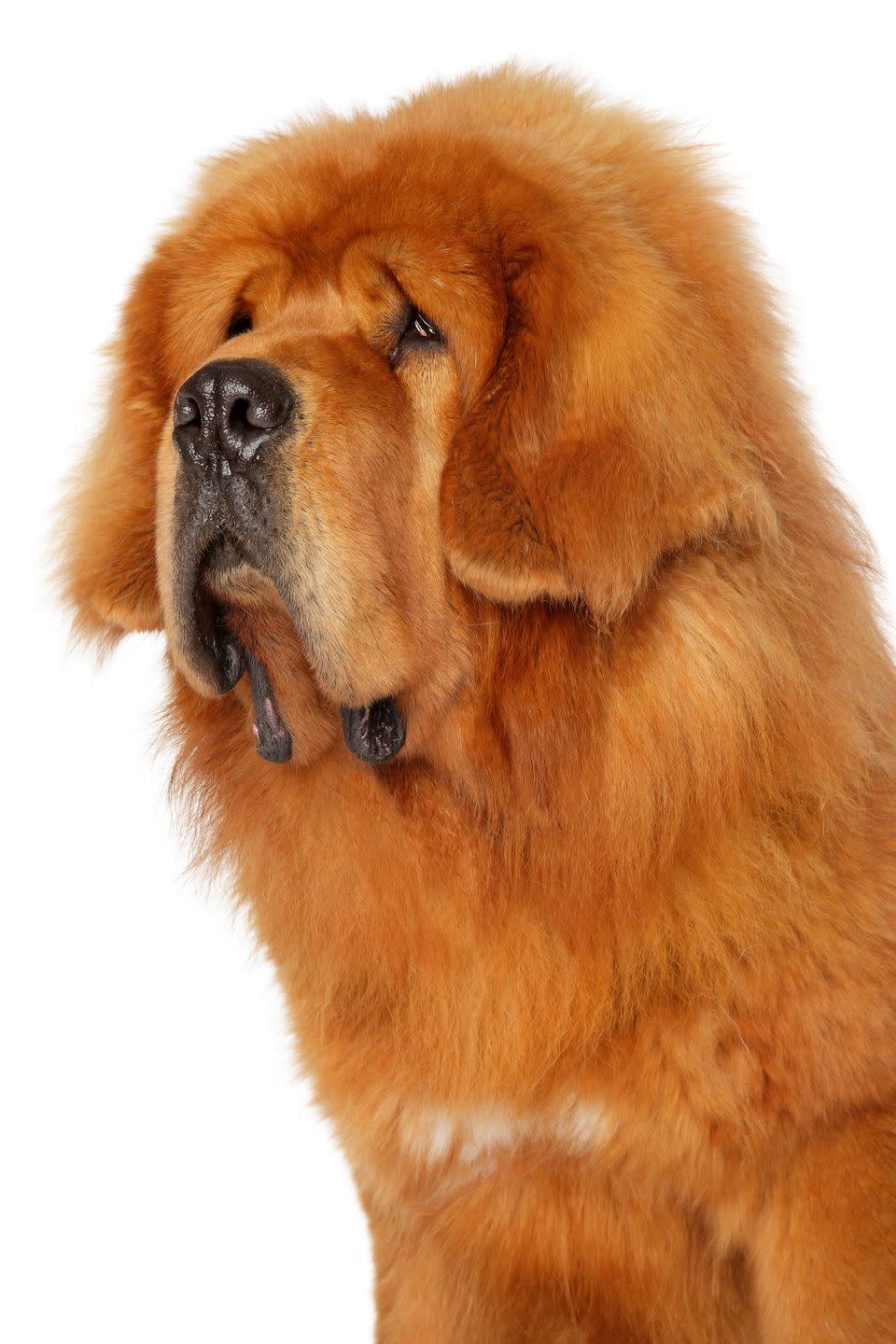 <p>Not much is known about the origins of this dog, other than it has been the guardian of the Himalayas for thousands of years. Of imposing size and bulk (they can reach 26 inches tall and more than 100 pounds), with a strength to match, Tibetan mastiffs have a serene, but sweet attitude when with family members. They "blow out" their coats annually in a major shedding session, but the rest of the year only need to brushed once a week.</p>