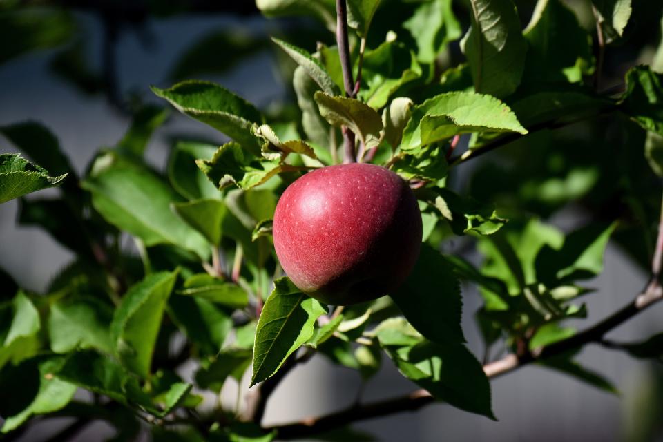 An apple hangs ripe for the picking at Springhill Fruit Farm in Shiloh.