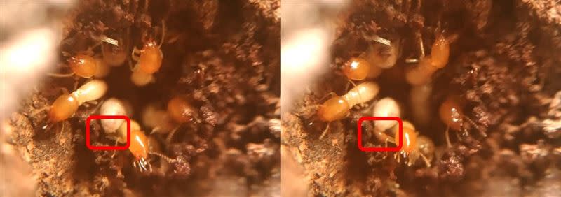 白蟻使用糞便作為建材。（示意圖／中興大學授權）