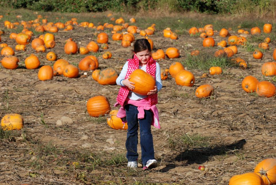 Applecrest invites the public to celebrate the harvest by visiting and enjoying its corn maze, barnyard animals, pick-your-own apples and pumpkins.