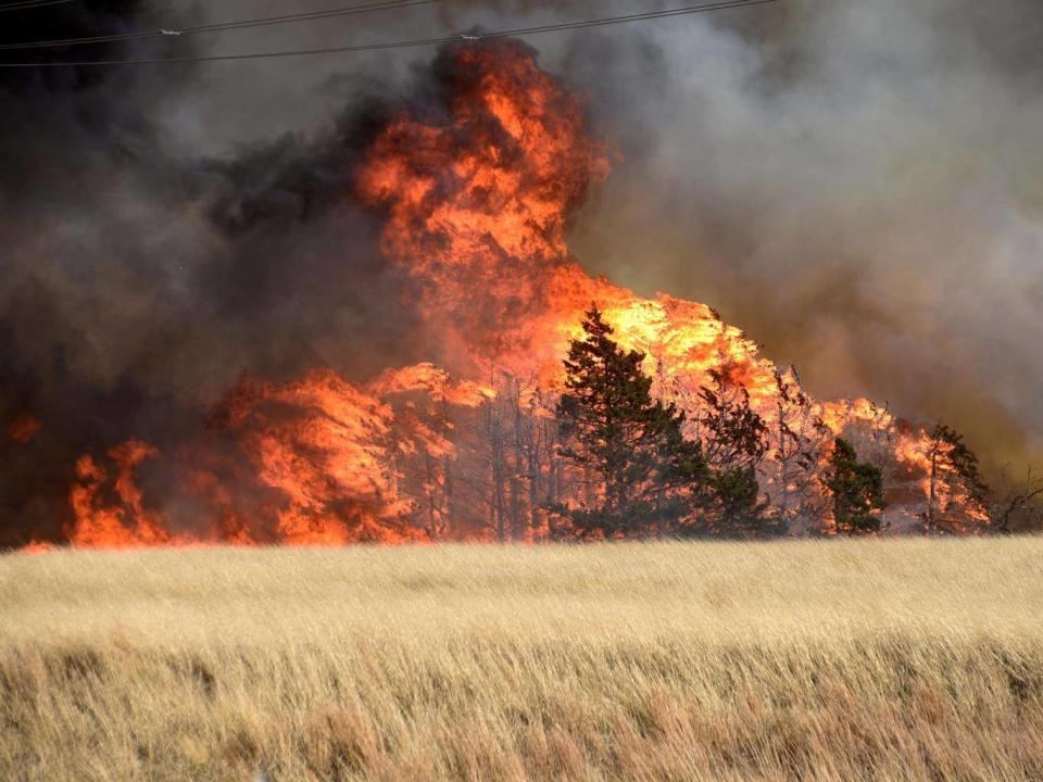 The Rhea Fire burns through a grove of red cedar trees near Seiling, Oklahoma (REUTERS/Nick Oxford)