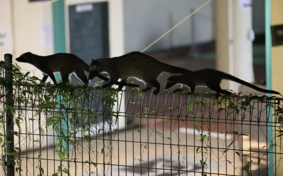 A family of common palm civets in western Singapore. (Screenshot from video by Fast Snail/Chun Kit Soo)