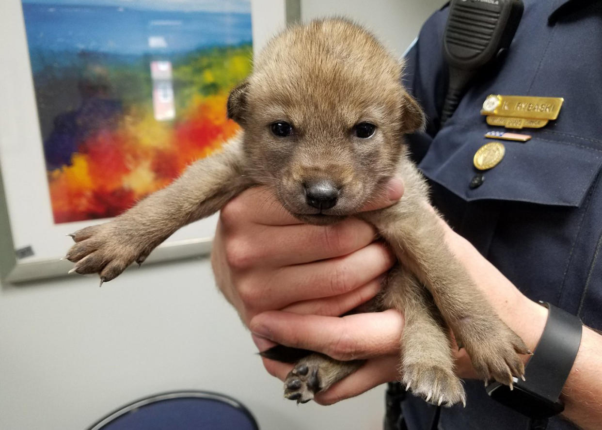 Die Polizei der US-Stadt Bartlett musste sich um diesen kleinen Kojoten kümmern. (Bild: Twitter/ Bartlett Police Department)