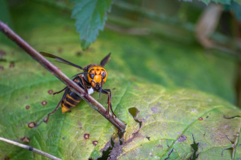 An Asian giant hornet seen in Washington state. / Credit: Washington State Dept. of Agriculture