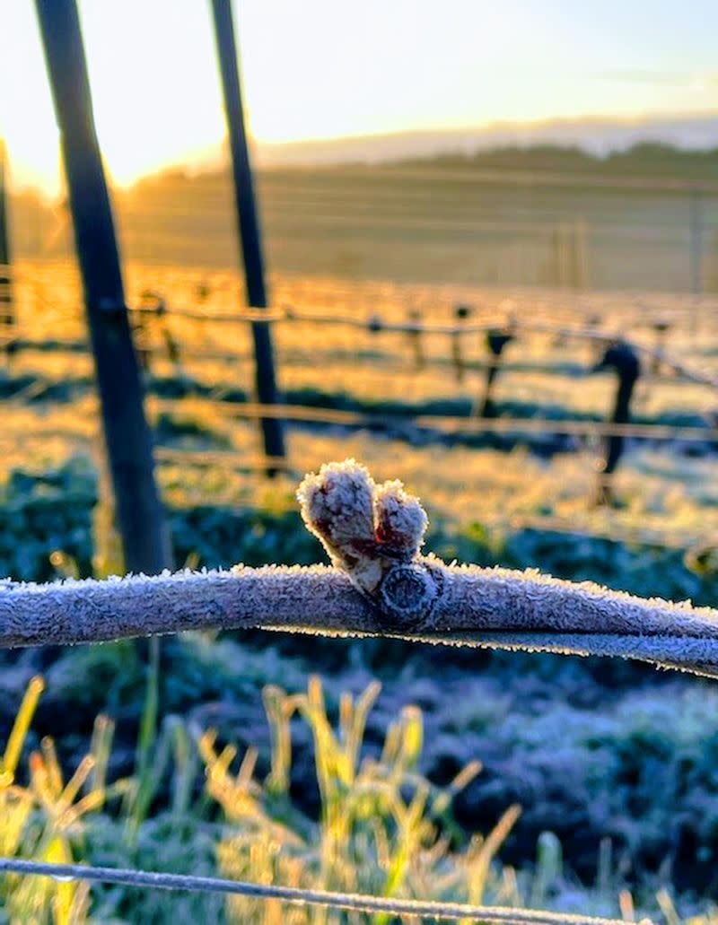 A frosted grape bud at a vineyard in Oregon. 