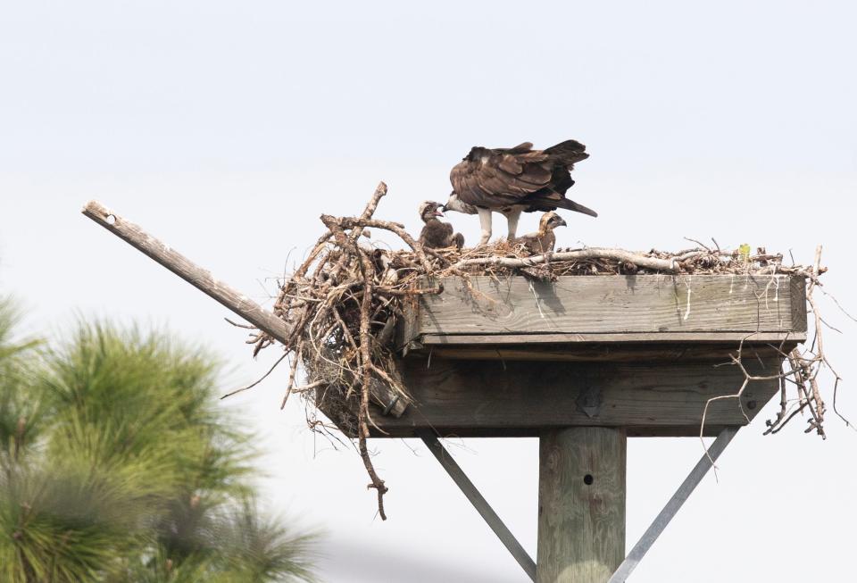 Keep your distance from nesting birds. Here, an osprey family, parented by two adult osprey nicknamed Ricky and Lucy, and their two chicks, spend the morning searching for fish and resting in their nest on March 3, 2020.