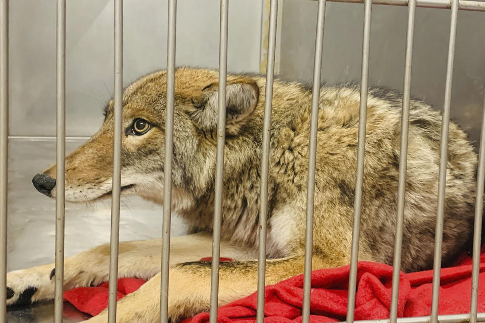 This Friday, Jan. 10, 2020 photo provided by Chicago Animal Care and Control in Chicago shows an injured coyote after it was successfuly located and safely darted with a tranquilizer. A Chicago animal control official says DNA tests to determine if the coyote captured on the city's North Side is the animal that attacked a 6-year-old boy will take weeks to complete. Jenny Schlueter of the Chicago Animal Care and Control says the coyote that was captured Thursday night will be held at an animal rehabilitation center until the tests are completed. (Chicago Animal Care and Control via AP)