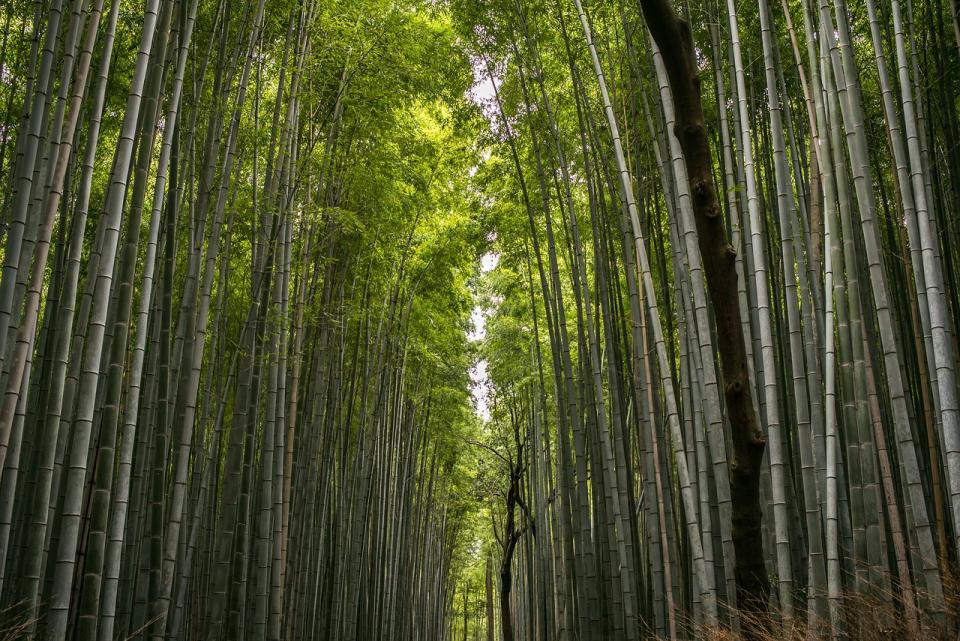 竹林（Photo Credit: cucaihn@pexels.com, License CC0，圖片來源：https://pixabay.com/zh/photos/bamboo-forest-bamboo-forest-trees-3870863/）