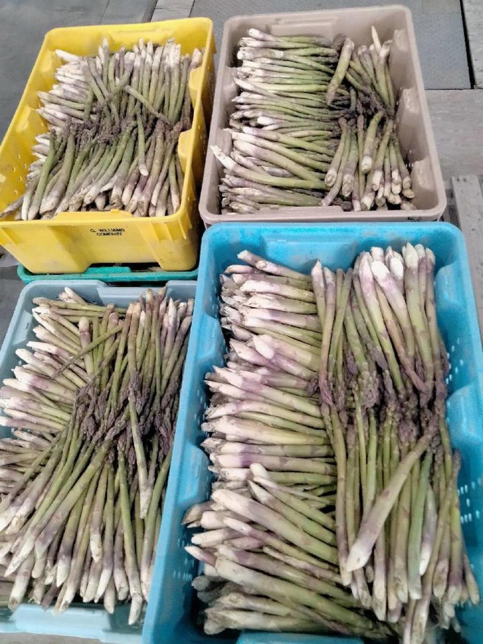 The first asparagus was harvested in the Mid-Columbia this week. The first crop of the season is delayed by cool weather, says the Washington Asparagus Commission.