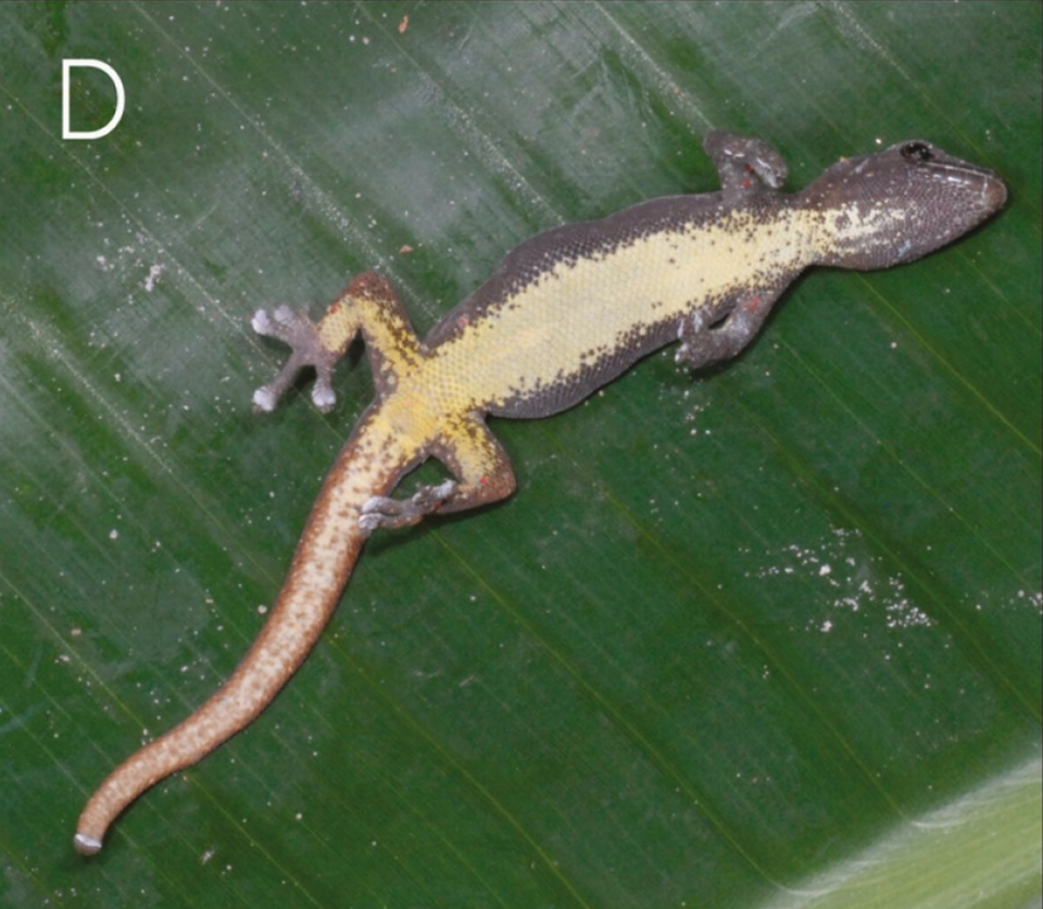 A female Lygodactylus leopardinus, or leopard dwarf gecko, seen from underneath.