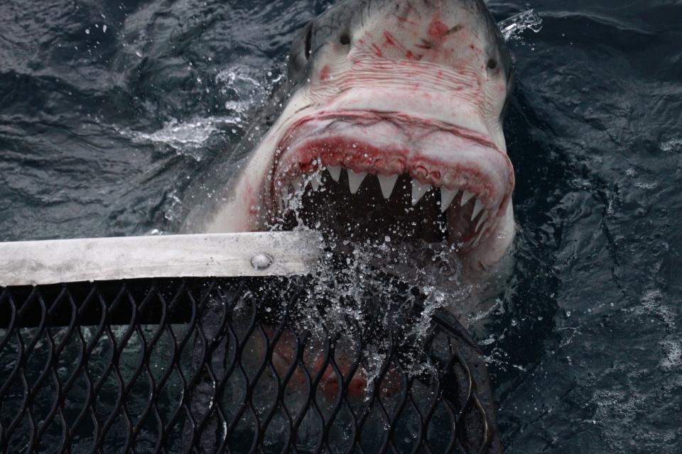 Despite the power of the shark diver Luke Thom couldn’t resist capturing these phenomenal images (Mediadrum)