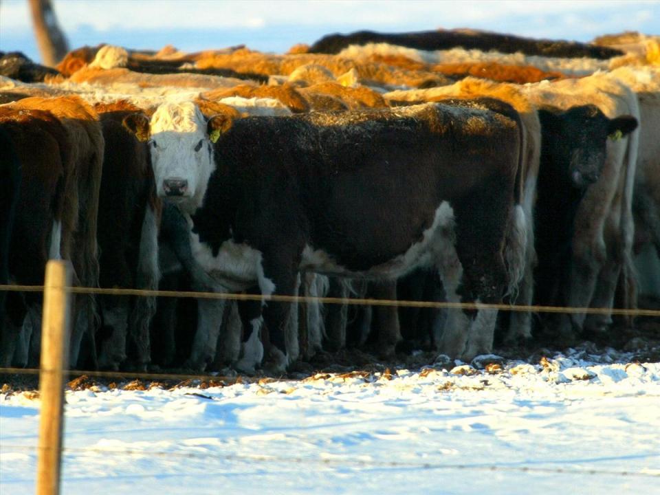 Cattle feed near Cochrane, Alberta, Canada, photo