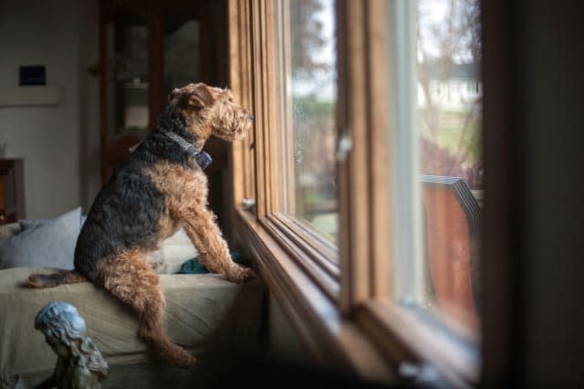 Fall 2012A Mutt is looking out the window, watching as people go by. A very funny dog, sitting like a human, perched and attenti