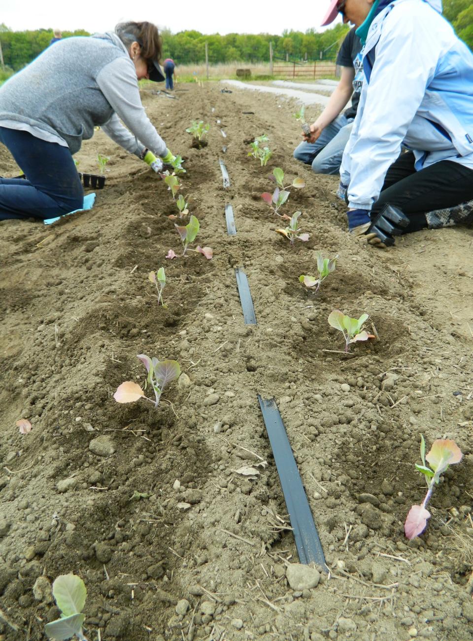 William Hlubik, director of Rutgers Cooperative Extension of Middlesex County, has given the green light to taking the first steps to gardening in 2024.
