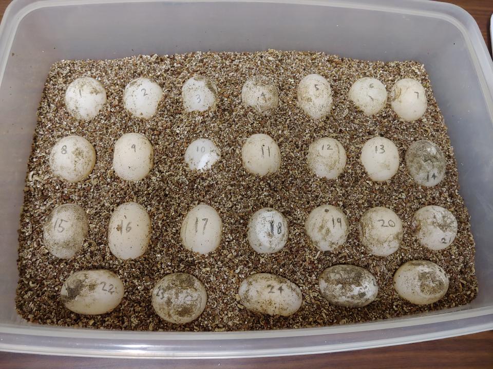 Indian narrow-headed softshell turtle eggs at the San Diego Zoo. The rare and endangered turtle species has finally bred at the San Diego Zoo, as officials announced on Monday, Oct. 3, 2022, the arrival of 41 tiny Indian narrow-headed softshell turtle hatchlings.