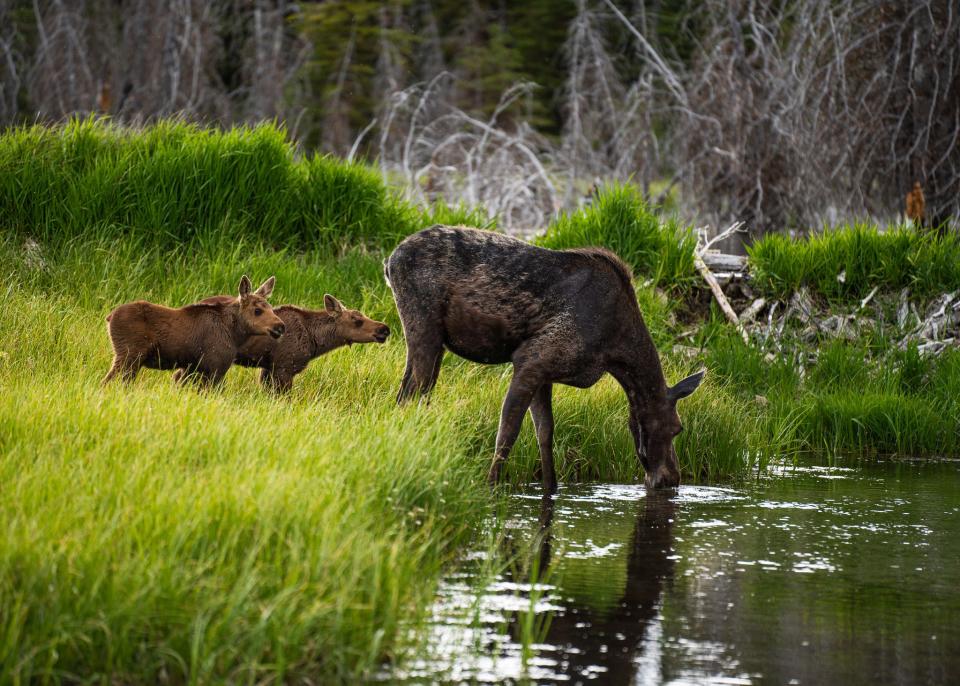 Moose sightings are very common in Grand Teton National Park
